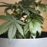 Top Strains of the Year: A Mail Order Marijuana Review