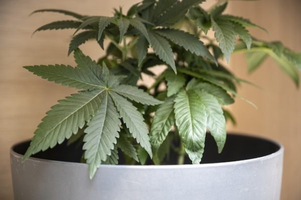 Top Strains of the Year: A Mail Order Marijuana Review