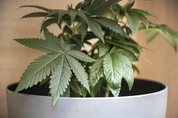 Top Strains of the Year: A Mail Order Marijuana Review